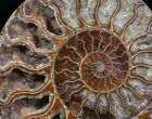 Wide Cleoniceras Ammonite (Half) #5948-2